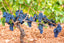 Merlot